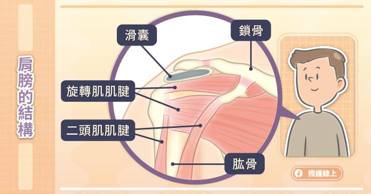 肩膀的結構