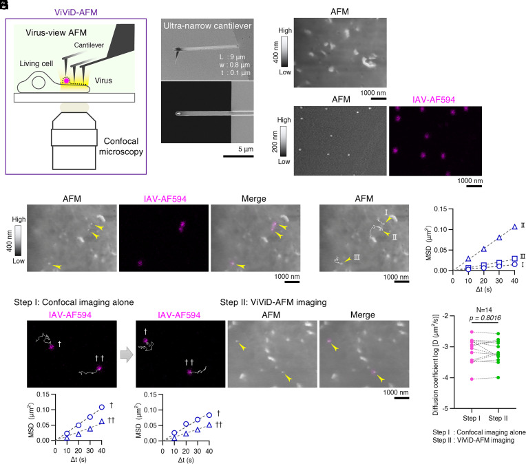 「病毒視角」顯微鏡(ViViD-AFM)示意圖及觀察病毒互動影像。